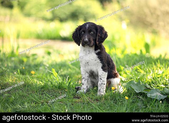 small munsterlander puppy