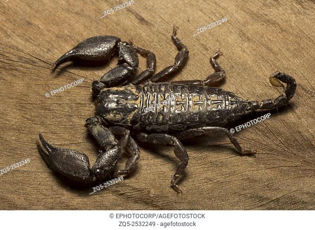Wood scorpion, Liocheles sp, Hemiscopiidae, Gurjee, Tripura , India