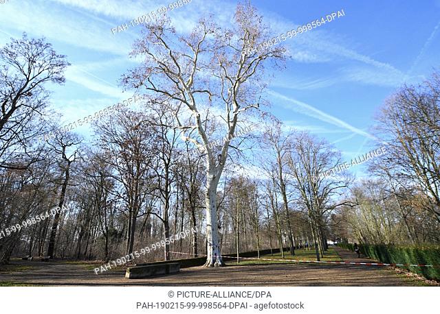 13 February 2019, Hessen, Offenbach/Main: Bare trees stand in the castle park Rumpenheim. Due to the infestation of maple trees with the soot bark disease