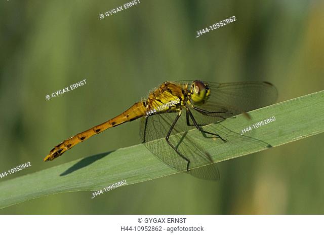 Austria, Vorarlberg, insect, dragonfly, large Darter, Sympetrum striolatum, reed leaf