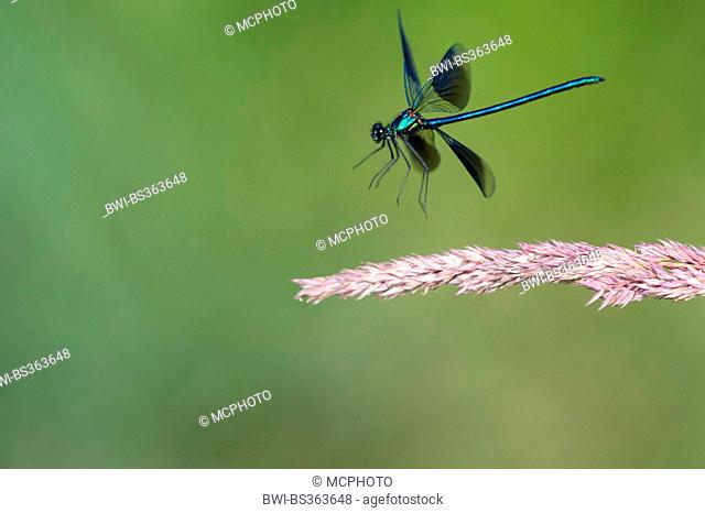 banded blackwings, banded agrion, banded demoiselle (Calopteryx splendens, Agrion splendens), taking of from a grass ear, Germany, Lower Saxony