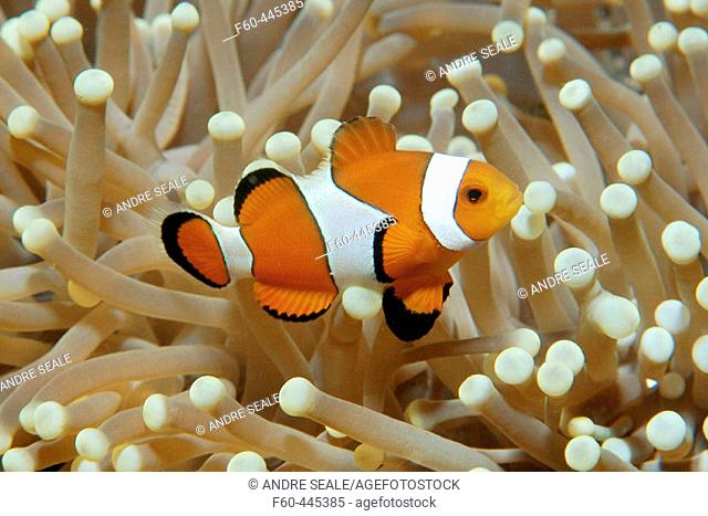 False clown anemone fish, Amphiprion ocellaris, on magnificent sea anemone, Heteractis magnifica, Dumaguete, Negros Island, Philippines