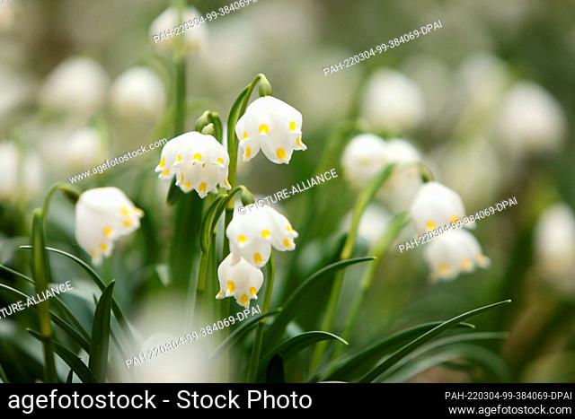 04 March 2022, Saxony-Anhalt, Ballenstedt: Marchflowers bloom in the nature reserve ""Gegensteine-Schierberge"" near Ballenstedt in the Harz Mountains