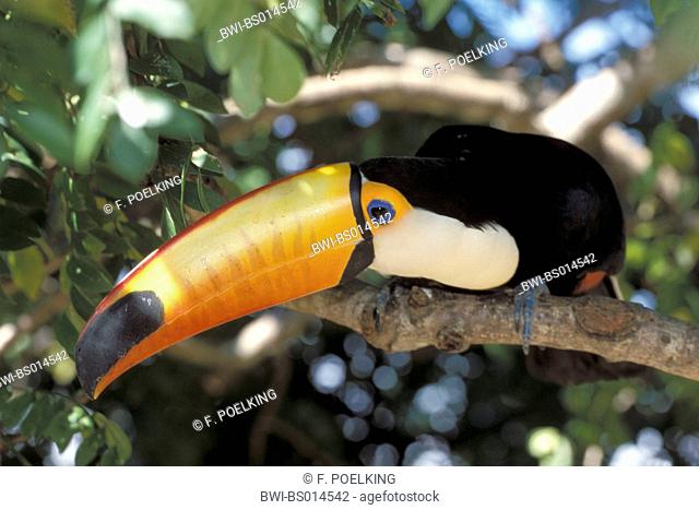 toco toucan (Ramphastos toco), sitting on a branch, Brazil, Pantanal