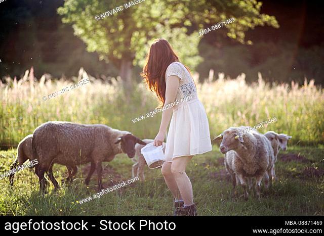 Young woman with sheep on a meadow
