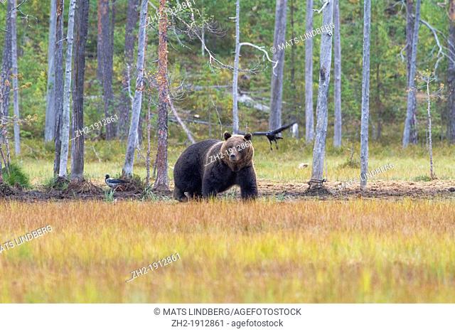 Brown bear, Ursus arctos, in forest and a raven and a crow