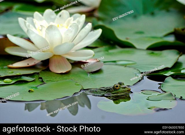 Teichfrosch, Pelophylax esculentus, common water frog