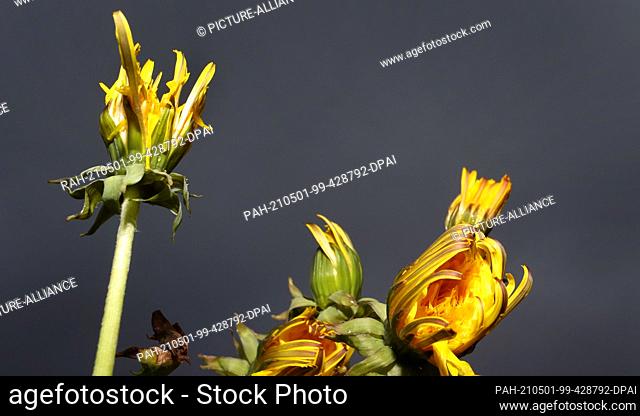 01 May 2021, Bavaria, Günzach: Closed dandelion flowers stand on a meadow in front of a cloudy sky. May starts cool and rainy in the southwest of Bavaria