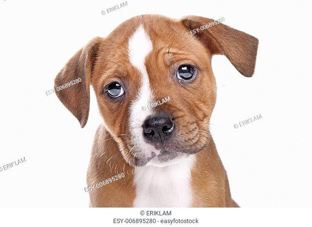 Staffordshire Bull Terrier puppy in front of white