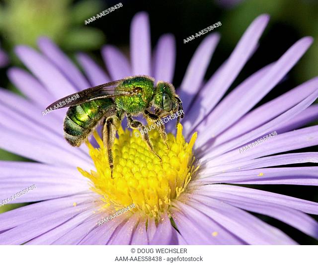 Halictid Bee (Agapostemon sp.) on Aster, PA, Philadelphia