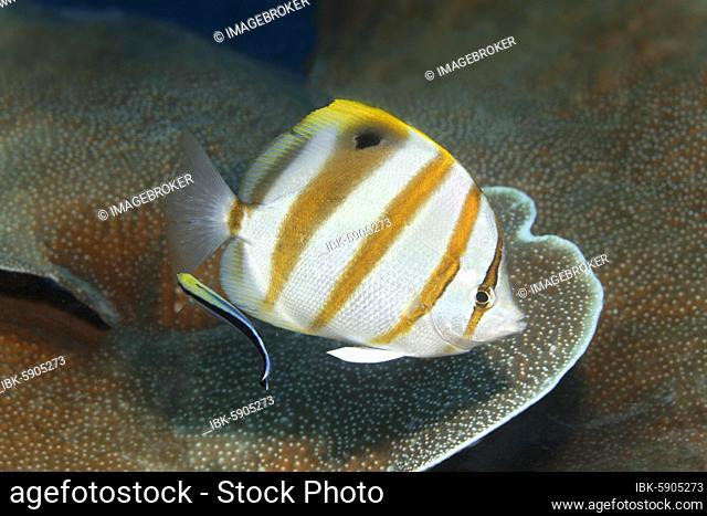 Sixspine butterflyfish (Parachaetodon ocellatus), with cleaner wrasse (Labroides dimidiatus), swimming over Montipora hard coral (Montipora tubercolosa)