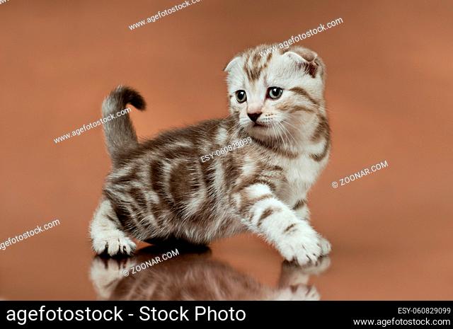 fluffy brown beautiful kitten, breed scottish-fold, close portrait on brown background