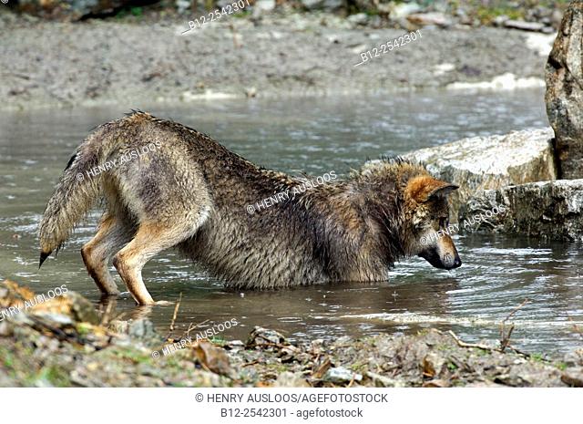 European Grey Wolf Canis lupus