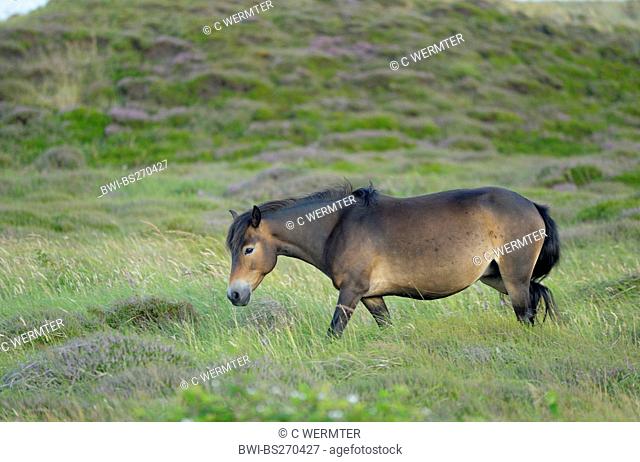 domestic horse Equus przewalskii f. caballus, Exmoor-Pony grazing in the dunes, Netherlands, Northern Netherlands, Netherlands, Texel