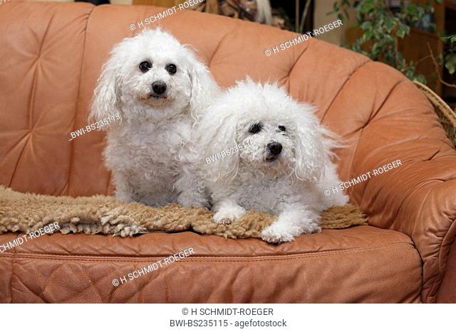 Bichon frise Canis lupus f. familiaris, two long-haired Bichon frises lying on a sofa, Germany