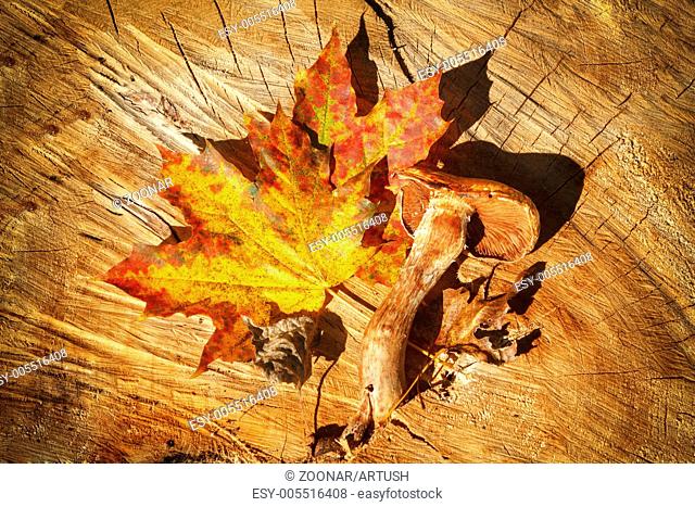 Autumn Leaves and mushroom over wooden background