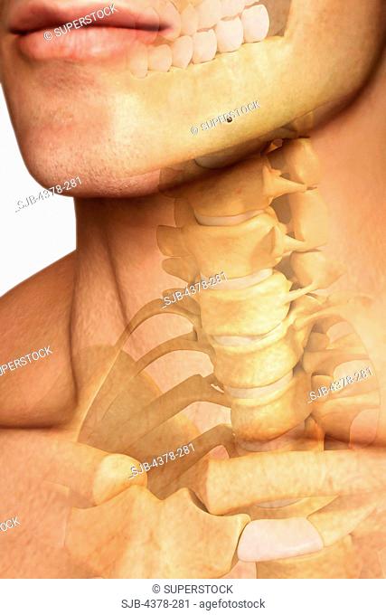 Three-quarter view of the bones of the cervical spine and sternoclavicular joint within the skin