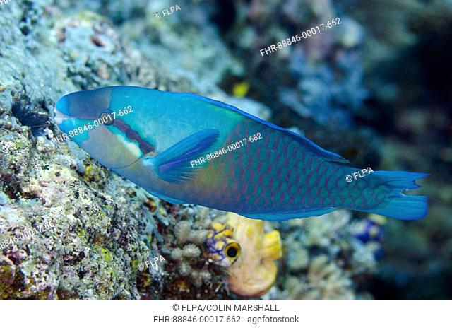 Yellowbarred Parrotfish (Scarus dimidiatus), Boo Rocks dive site, Boo Island, Misool, Raja Ampat (4 Kings), West Papua, Indonesia
