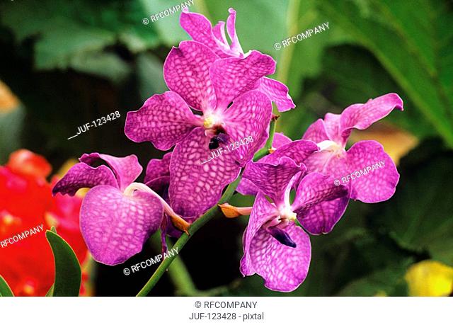 orchid  Vanda  - blossoms