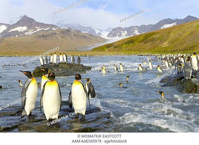 King penguins (Aptenodytes patagonicus) walking, standing, wading, swimming, diving and interacting near beach and coastal rocks, fall morning, St