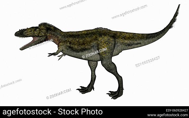 Alioramus dinosaur walking and roaring isolated in white background - 3D render