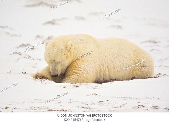 Polar Bear (Ursus maritimus) eating seaweed, Wapusk NP, Cape Churchill, Manitoba, Canada