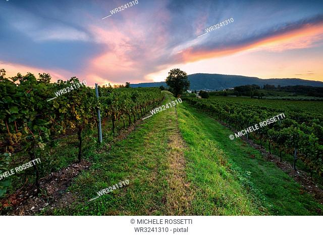 Vineyard at sunset in Franciacorta, Italy, Europe