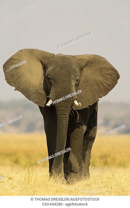 African Elephant (Loxodonta africana). Bull displays his ears in order to warn the photographer. Chobe National Park, Botswana