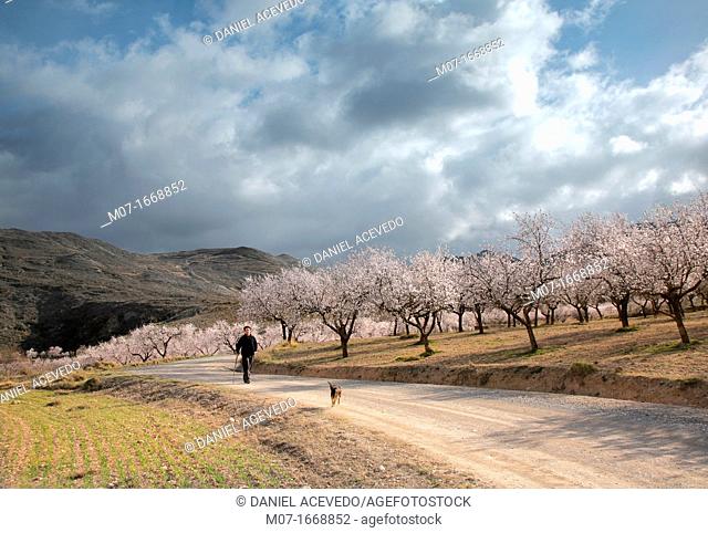 Man and dog walking. Almond trees in blossom, Biosfera reserve, Leza valley, Rioja wine region, Spain