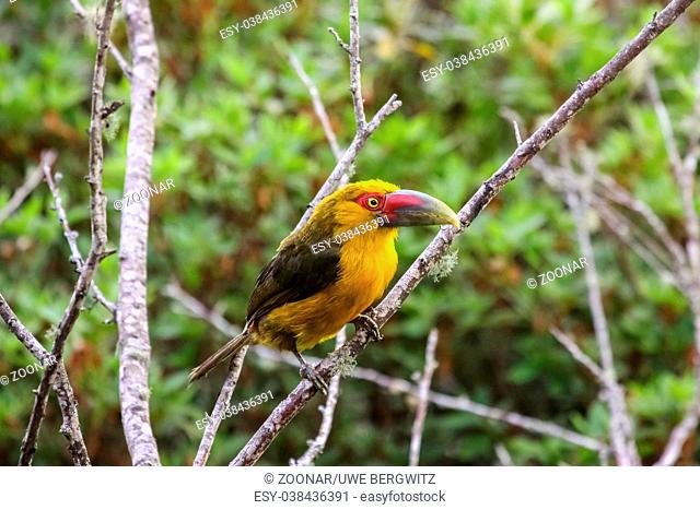 Saffron toucanet sitting on a branch in Atlantic forest, Itatiaia, Brazil