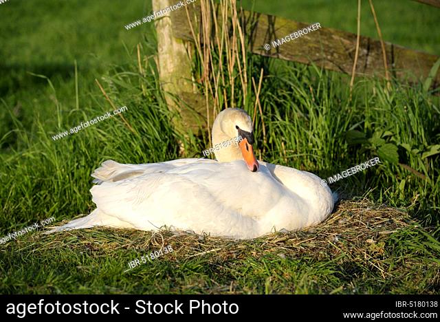 Mute swan, female on nest, breeding, May, Gelderland, Netherlands