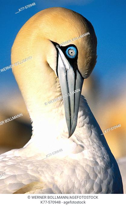 Cape gannet preening (Sula capensis). Lamberts Bay. South Africa
