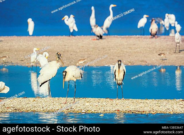 Group of Great white egrets (Ardea alba) and Wood Stork (Mycteria Americana) fishing, Sanibel Island, J.N. Ding Darling National Wildlife Refuge, Florida, USA