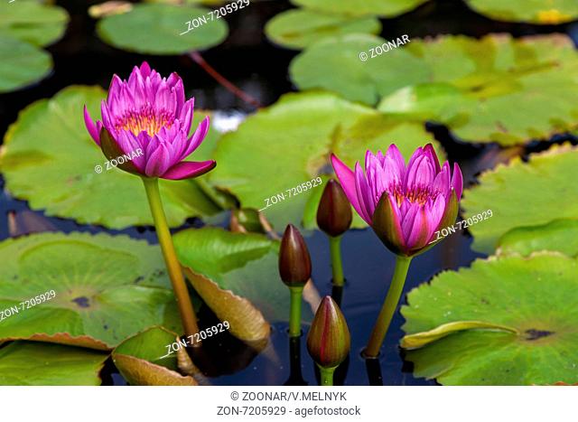 Pink lotus blossoms or water lily flowers