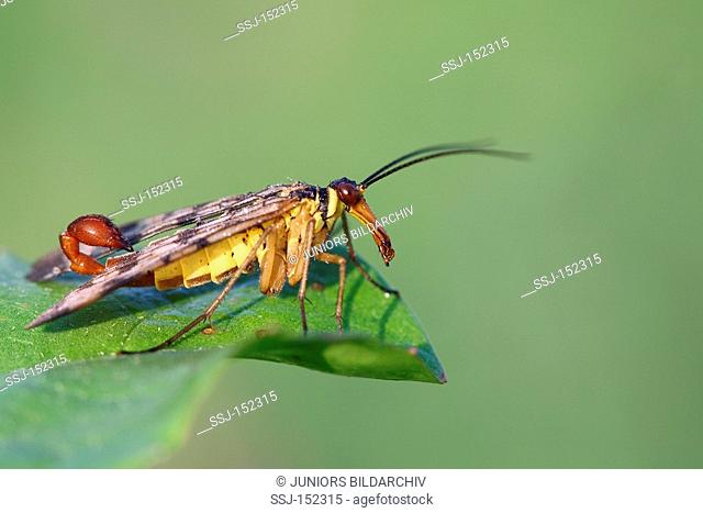 common scorpionfly / Panorpa communis