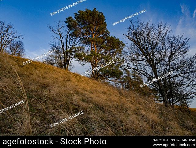 13 March 2021, Brandenburg, Mallnow: The late afternoon sun shines on a hillside on the edge of the Oderbruch, a region in the east of the state of Brandenburg