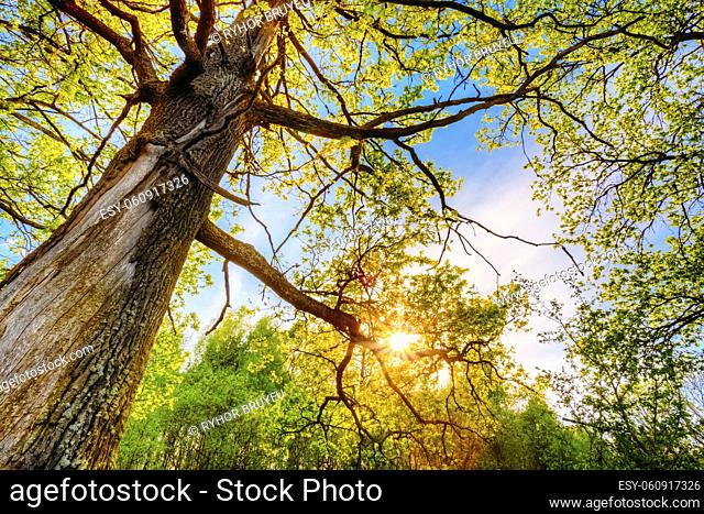 Spring Sun Shining Through Canopy Of Tall Oak Trees. Upper Branches Of Tree. Sunlight Through Green Tree Crown - Low Angle View