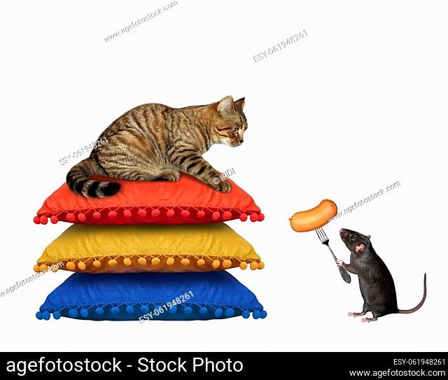 A beige cat is lying on a stack of pillows near a rat with sausage. White background. Isolated