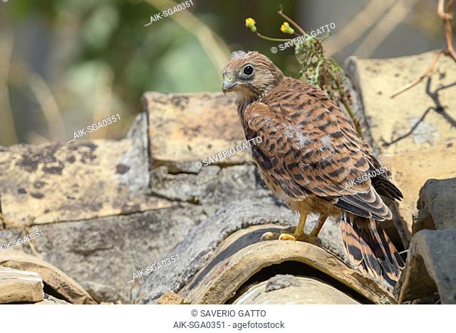 Lesser Kestrel, Chick, Matera, Basilicata, Italy (Falco naumanni)