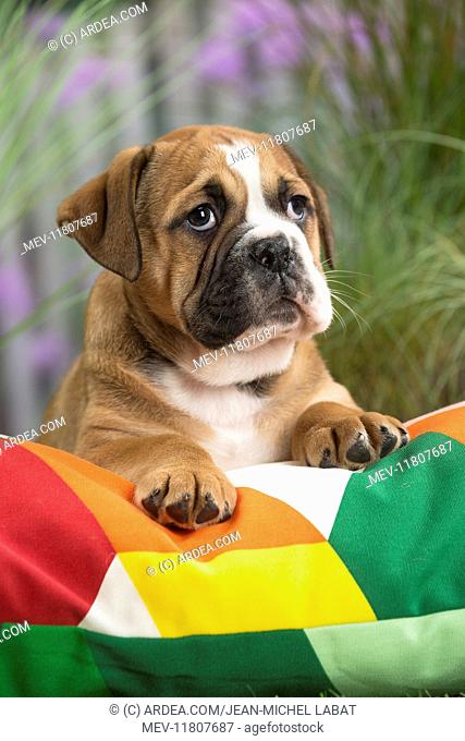 Continental Bulldog puppy on cushion