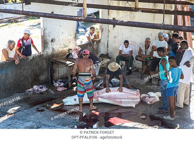 CUTTING UP A BIG SHARK IN COJIMAR, SMALL FISHING VILLAGE TO THE EAST OF HAVANA FROM WHERE ERNEST HEMINGWAY LIKED TO LEAVE TO GO FISHING IN THE SEA