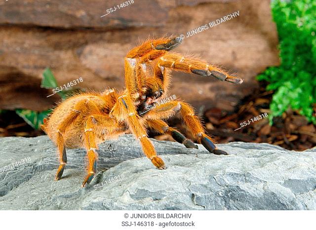 Orange Baboon Tarantula / Pterinochilus murinus usambara restrictions: Tierratgeber-Bücher / animal guidebooks