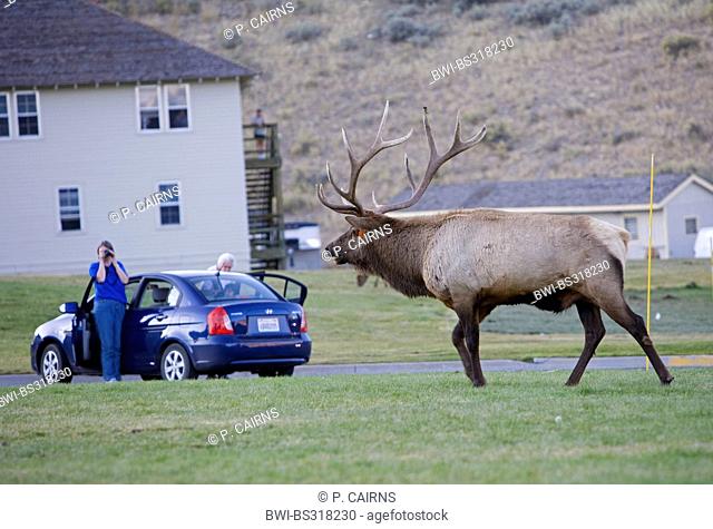 wapiti, elk (Cervus elaphus canadensis, Cervus canadensis), Rutting bull Elk in town, USA, Wyoming, Yellowstone National Park, Mammoth Hot Springs