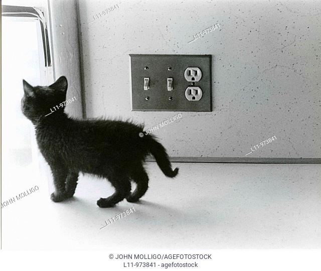 Black kitten on kitchen counter, next to light switch