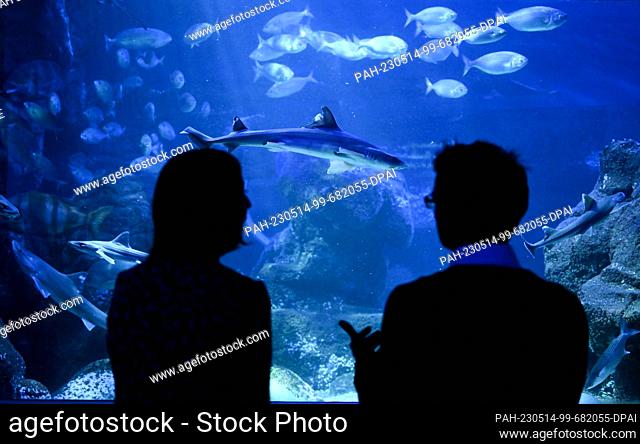 PRODUCTION - 12 May 2023, Berlin: Fish swim in the Atlantic tank of the Sealife aquarium (shot through the glass pane of the tank)