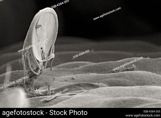Giardia Intestinal Protozoan