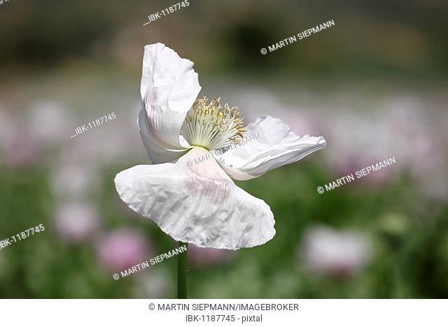 Bloom of an Opium Poppy (Papaver somniferum), Austria, Europe