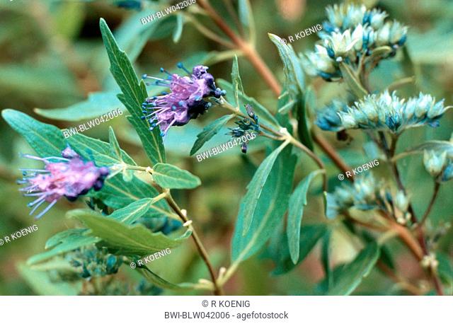 Blue Beard, Blue Spiraea Caryopteris clandonensis Caryopteris x clandonensis, cv. Haevenly Blue: