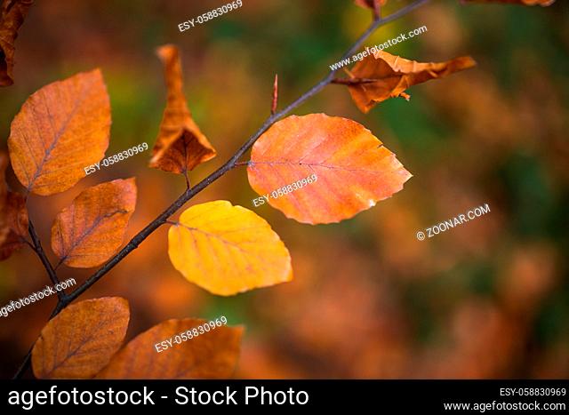 Fall, autumn, leaves background. A tree branch with autumn leaves of a beech blurred background