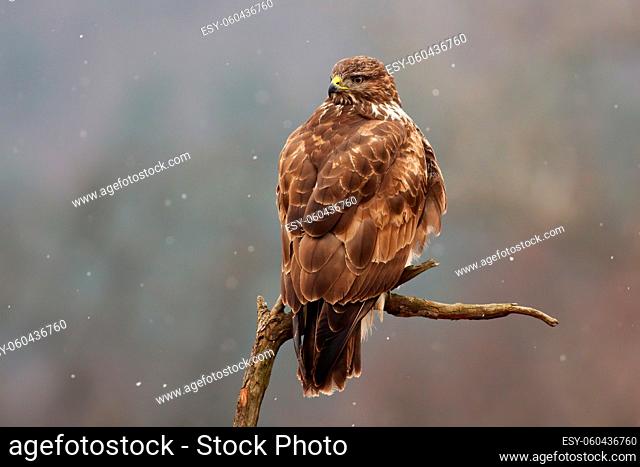 Majestic common buzzard, buteo buteo, sitting on branch in winter. Bird of prey resting on bough in snowing nature. Wild brown feathered predator looking on...